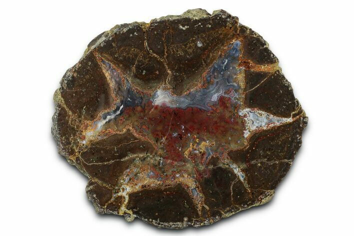 Colorful Polished Thunderegg Half - Nevada #337759
